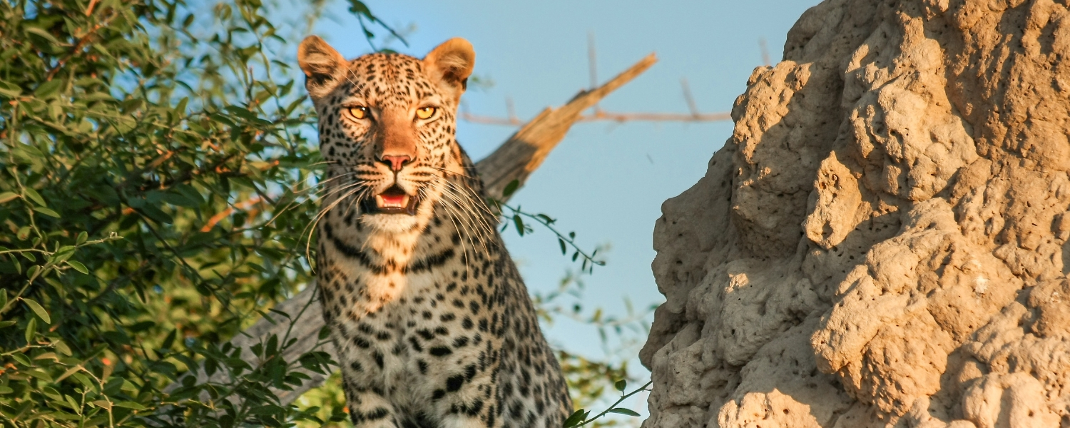 Jhalana Leopard Safari, leopard safari, leopard, Jhalana Leopard Safarin park, Tiger, lion, Big cat