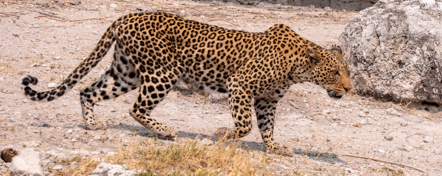 Jhalana Leopard Safari, leopard safari, leopard, Jhalana Leopard Safarin park, Tiger, lion, Big cat