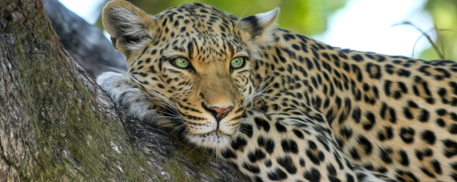 Jhalana Leopard Safari, leopard safari, leopard, Jhalana Leopard Safarin park, Tiger, lion, Big cat