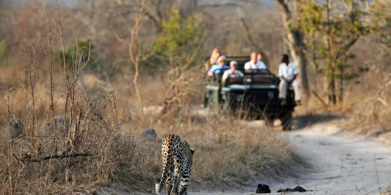 Jhalana Leopard Safari, leopard safari, leopard, Jhalana Leopard Safarin park, Tiger, lion, Big cat